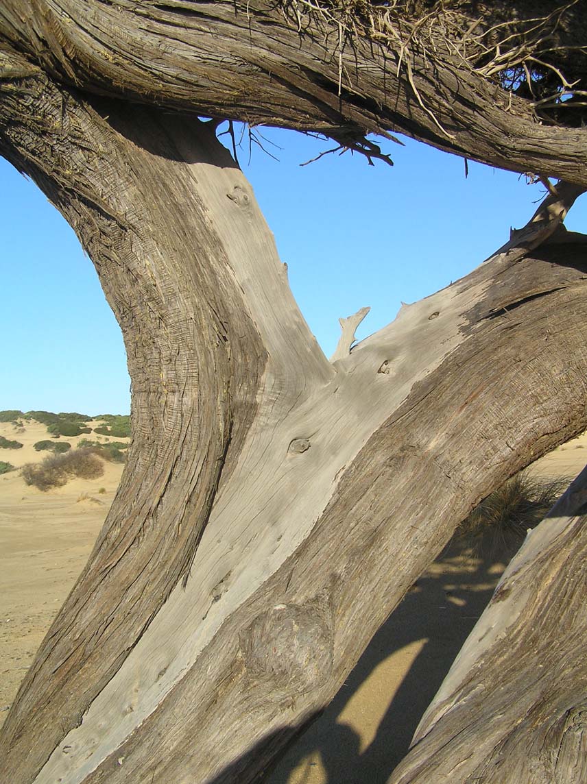 Juniperus oxycedrus subsp. macrocarpa/ Ginepro coccolone
